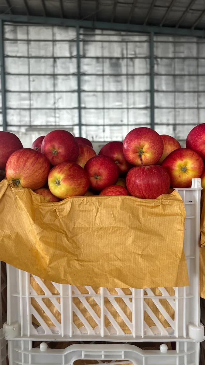iran small size apple